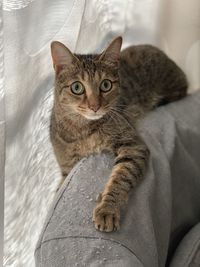 Portrait of tabby cat on sofa