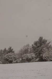 Trees on field against sky during winter