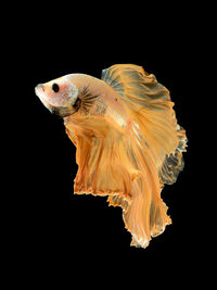 Close-up of fish underwater