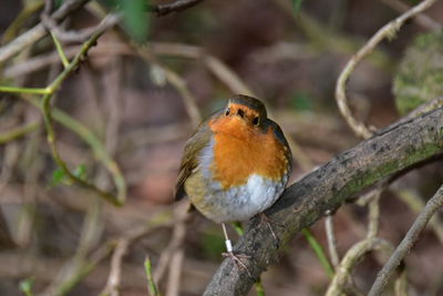 Close-up of bird perching on twig