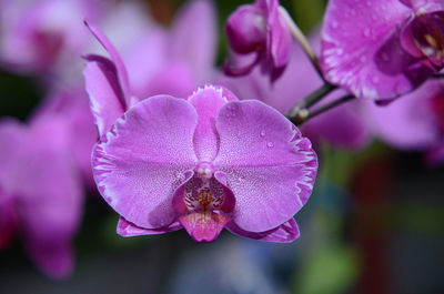 Close-up of flower against blurred background