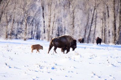 Horses on snow covered land