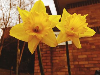 Close-up of yellow daffodil