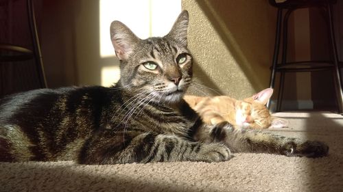 Close-up portrait of cat relaxing