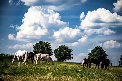 Panoramic view of horse on field against sky