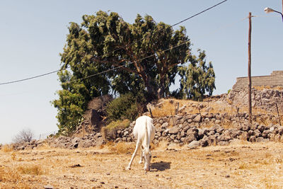 A white horse in patmos, greece