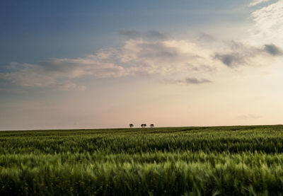 Grassland landscape photo