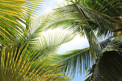 Low angle view of palm tree