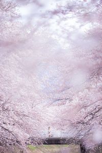 Distant view of girl standing on bridge amidst cherry trees at park