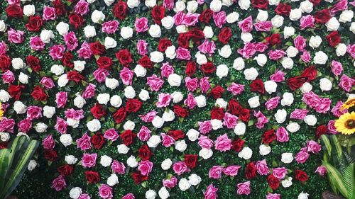 Full frame shot of pink flowering plants