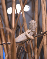 Close-up of bird on branch