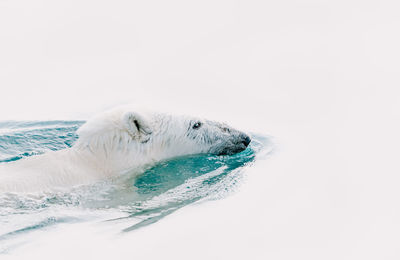 High angle view of white dog against clear sky