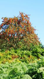 Low angle view of trees against clear sky