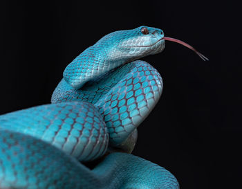 Blue viper snake