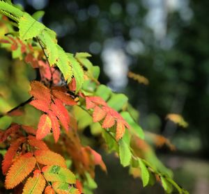 Close-up of insect on leaves