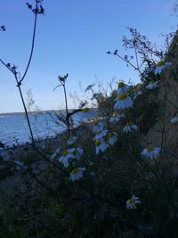 Flowering plants by sea against sky