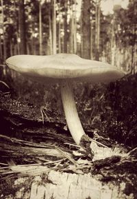 Close-up of tree trunk in forest