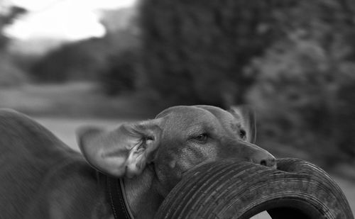 Close-up of a dog