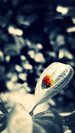 Close-up of ladybug on leaf