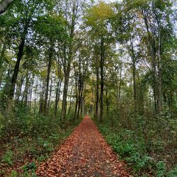 Dirt road along trees in forest