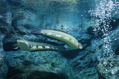 Fish swimming in sea