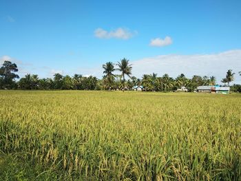 Scenic view of agricultural field against sky