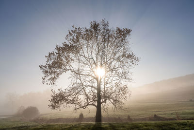 Tree on field against sky