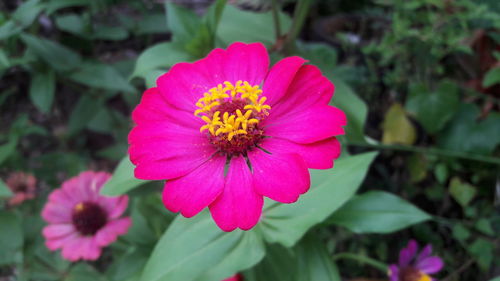 Close-up of pink flower blooming outdoors