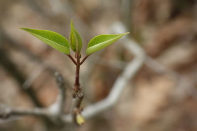 Close-up of plant