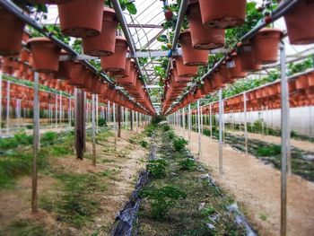 Fence in greenhouse