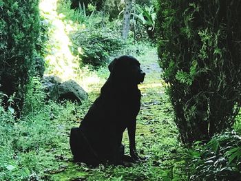 Dog sitting on grass against trees