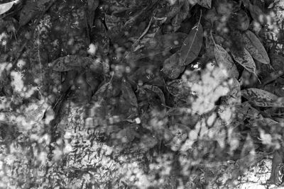 Full frame shot of tree trunk