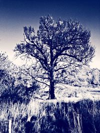 Bare trees against sky