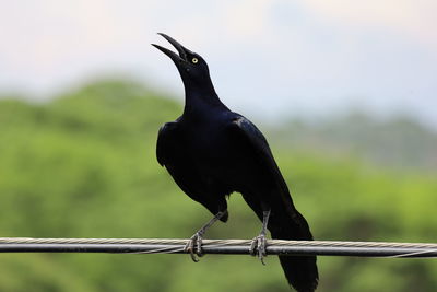 Close-up of bird perching on branch