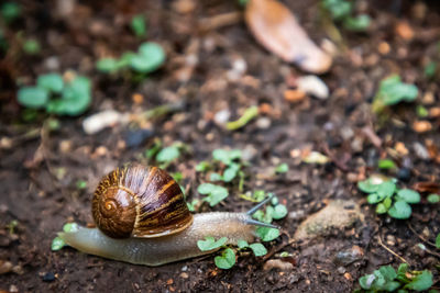 Snail on field