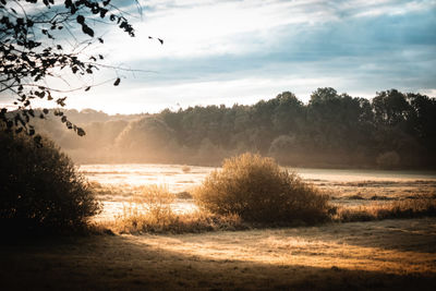 Trees on field against sky during sunset