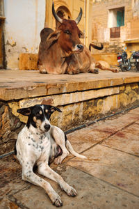 Dogs sitting outdoors