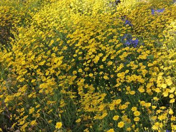 High angle view of yellow flowering plants on field