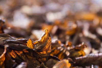 Close-up of dried leaves