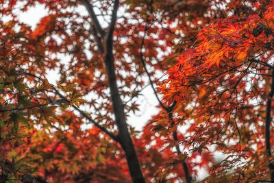 Autumn fall maple tree with out of focus background. taken in seoul forest, south korea