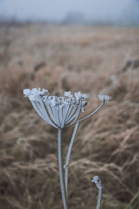 Close-up of snow on field