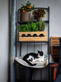 Cat relaxing on potted plant at home