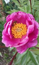 Close-up of pink flowers