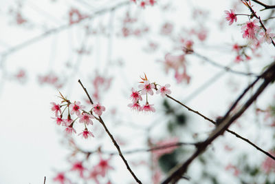 Low angle view of pink cherry blossom