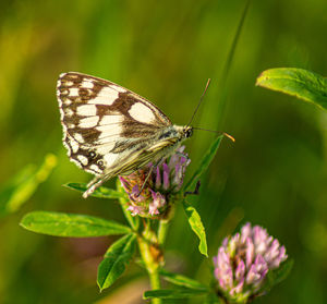 Marbled white english butterfly black spotted wings perched on wild flowers spring view