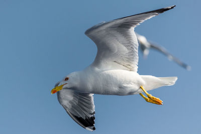 Low angle view of seagull flying against clear sky