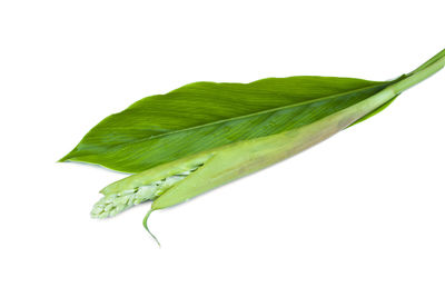 Close-up of green leaves on white background