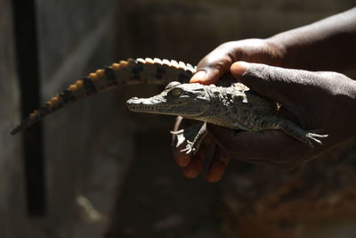 Baby crocodile on a farm 