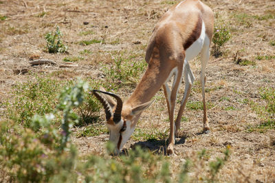 Deer in a field