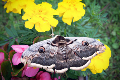 Close-up of butterfly on yellow flower